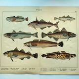 1898 Engraving - Fish - Ling and Haddock - Vintage Lithograph Plate