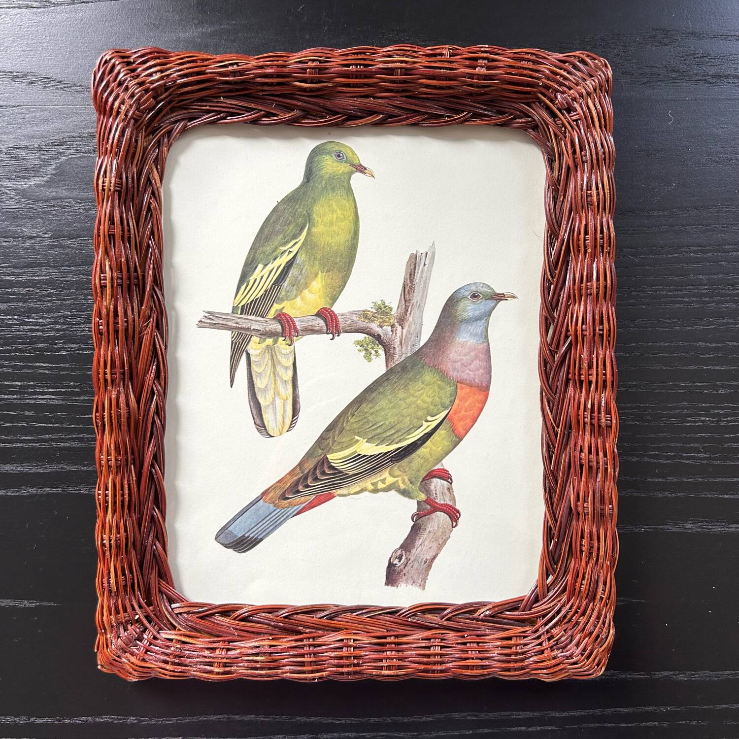 Cadre en rotin et planche ornithologique