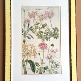 Cadre planche botanique pelargonium