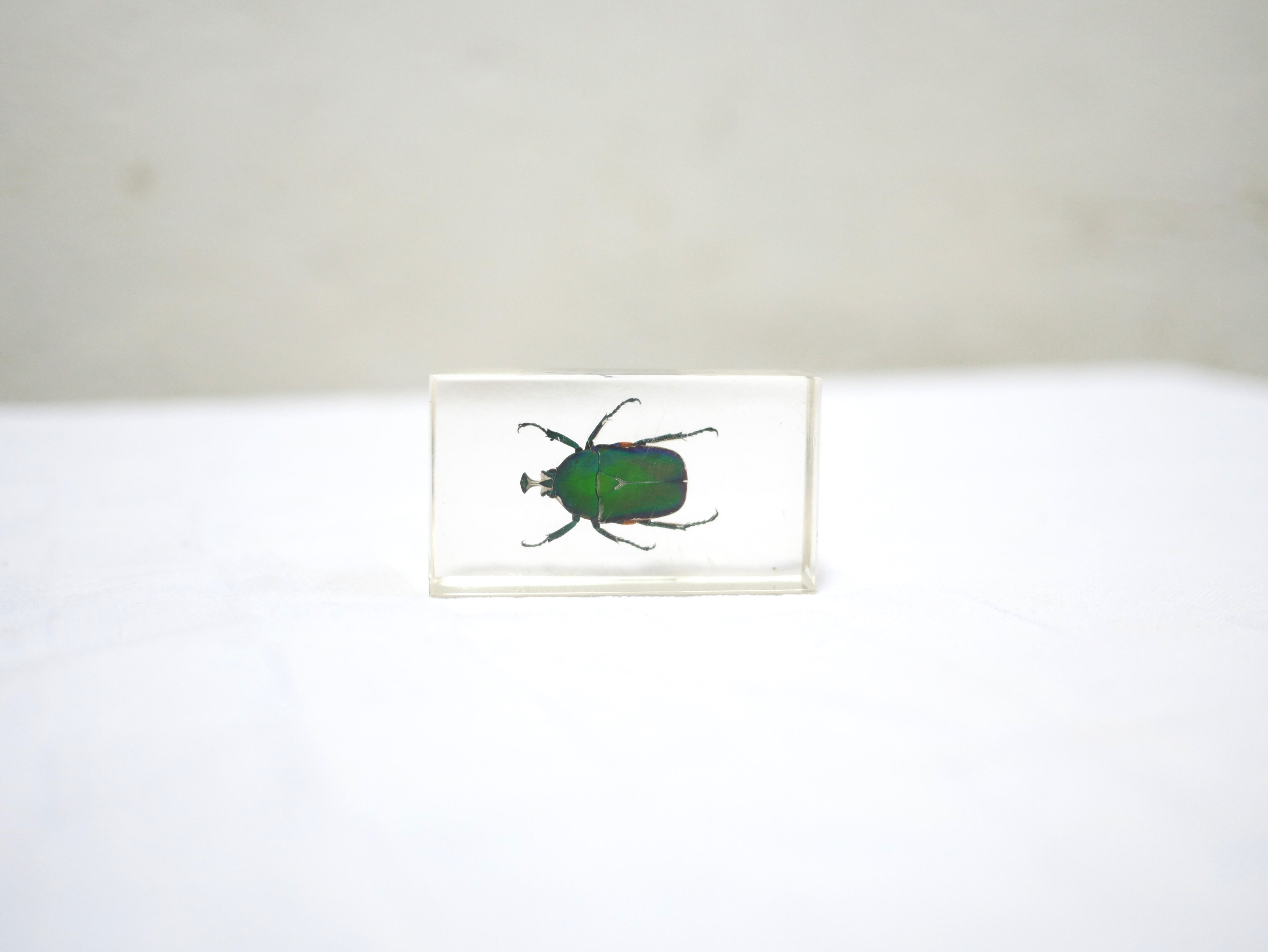 Vintage resin insect