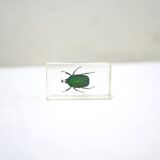 Vintage resin insect
