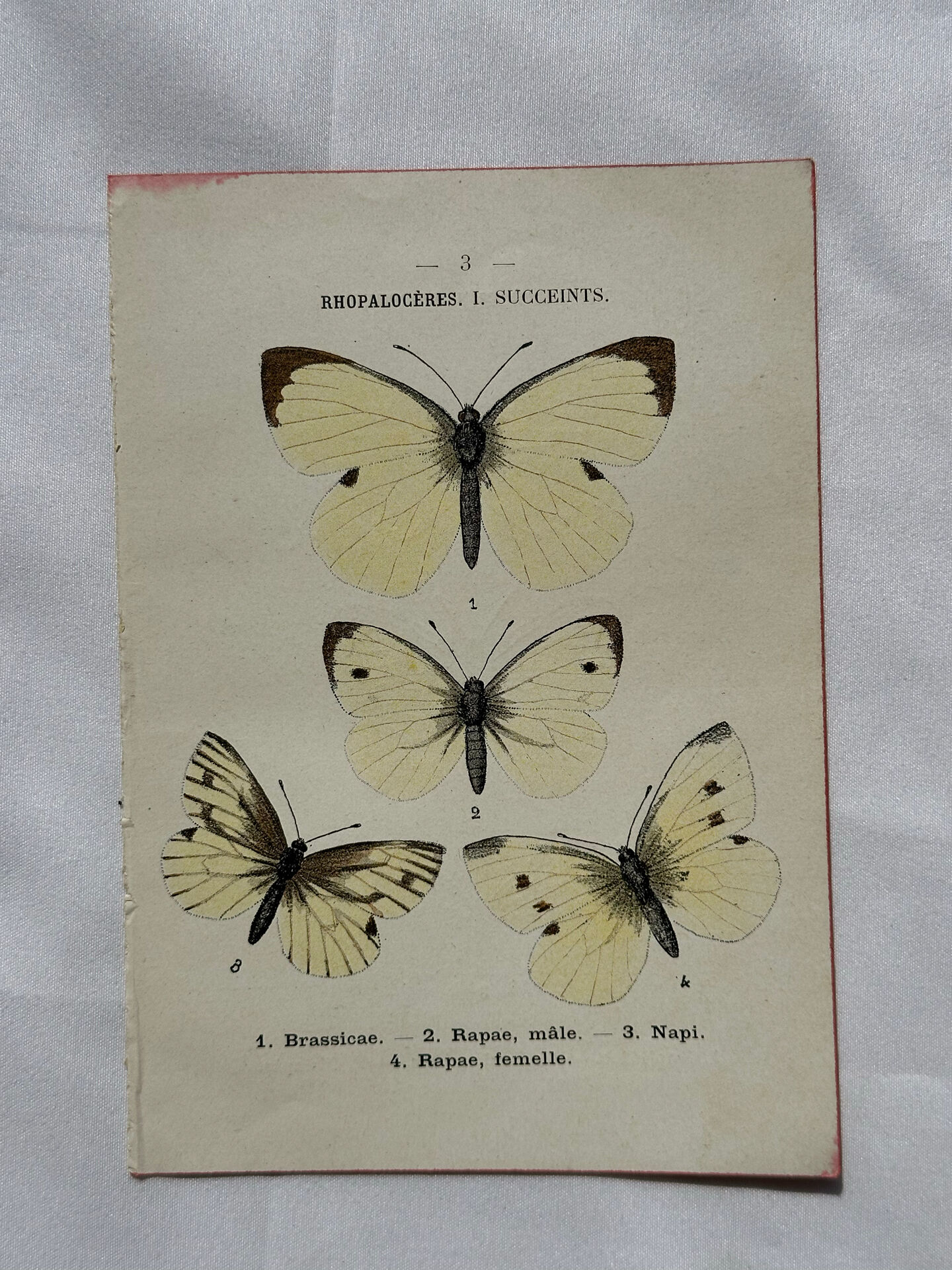 Gravure naturaliste  Papillon 19eme affiche botanique originale 1800