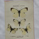 Gravure naturaliste  Papillon 19eme affiche botanique originale 1800