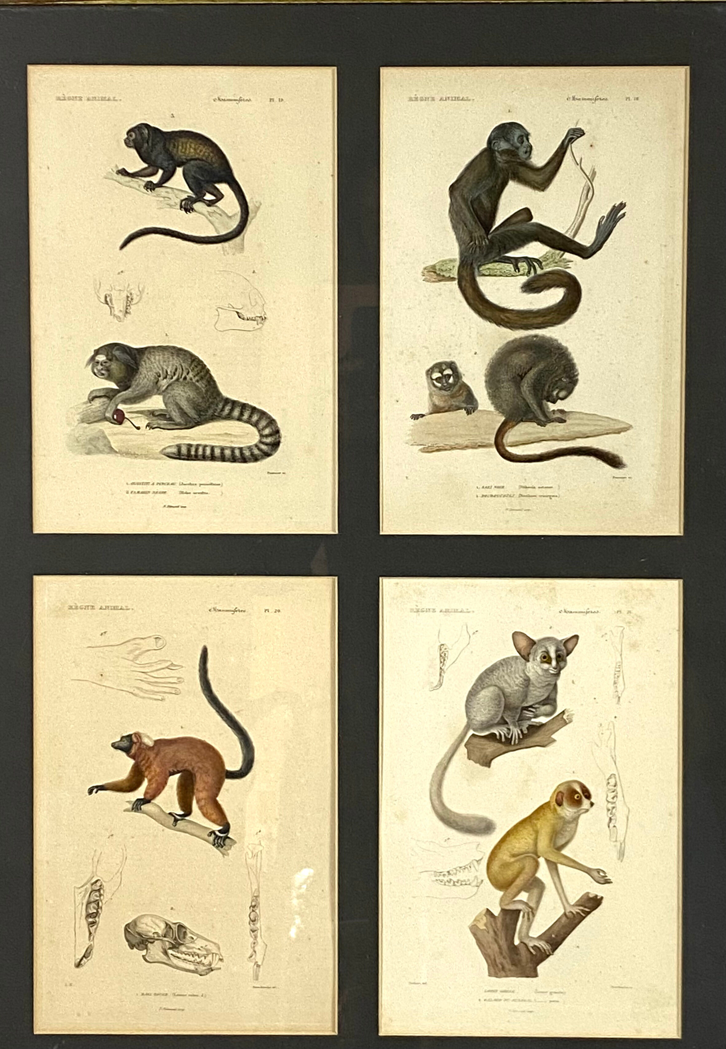 Set of 3 framed panels with 12 engravings from "Le Règne Animal" Georges