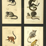 Set of 3 framed panels with 12 engravings from "Le Règne Animal" Georges