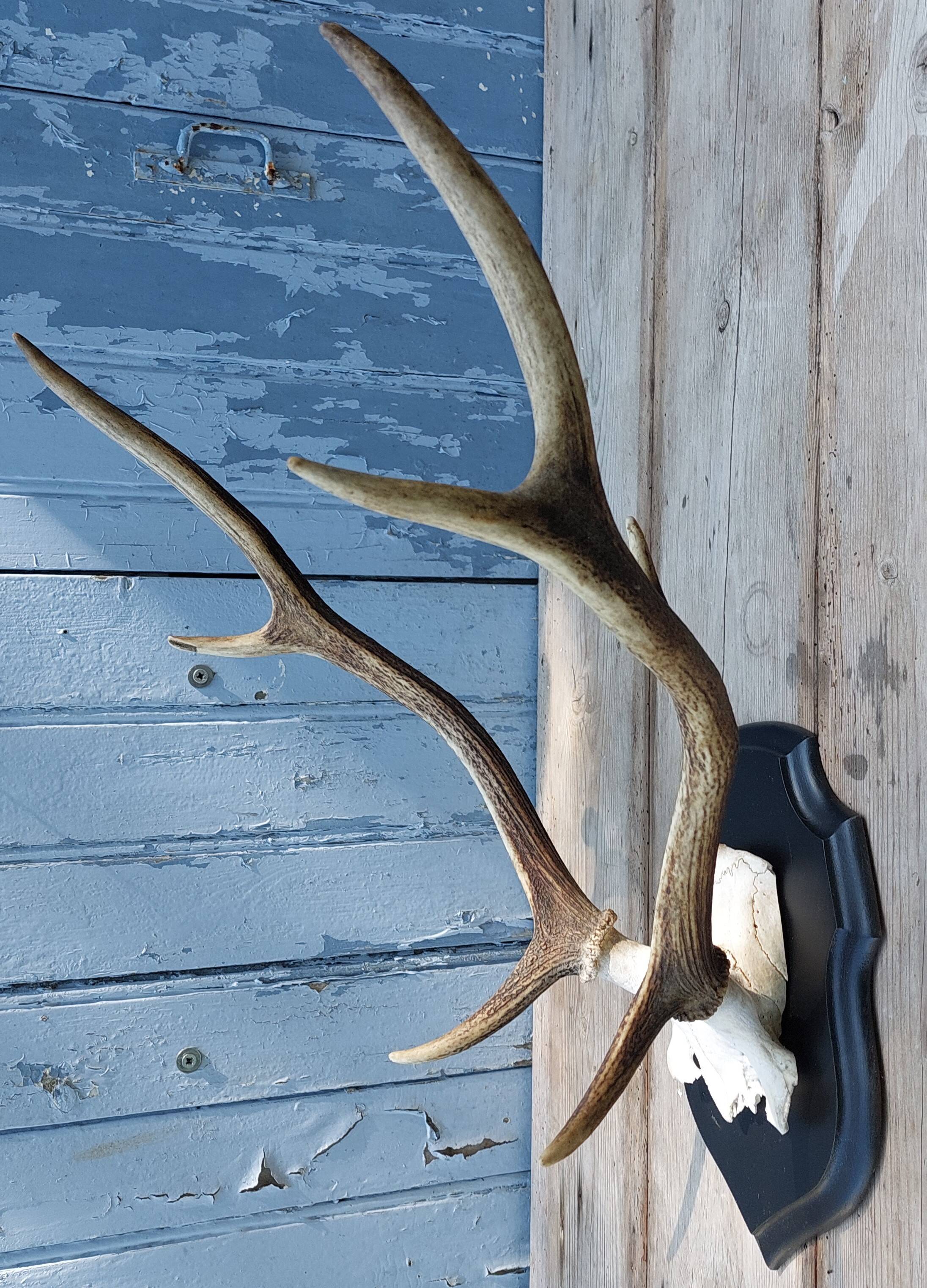 Deer slaughter hunting trophy