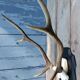 Deer slaughter hunting trophy