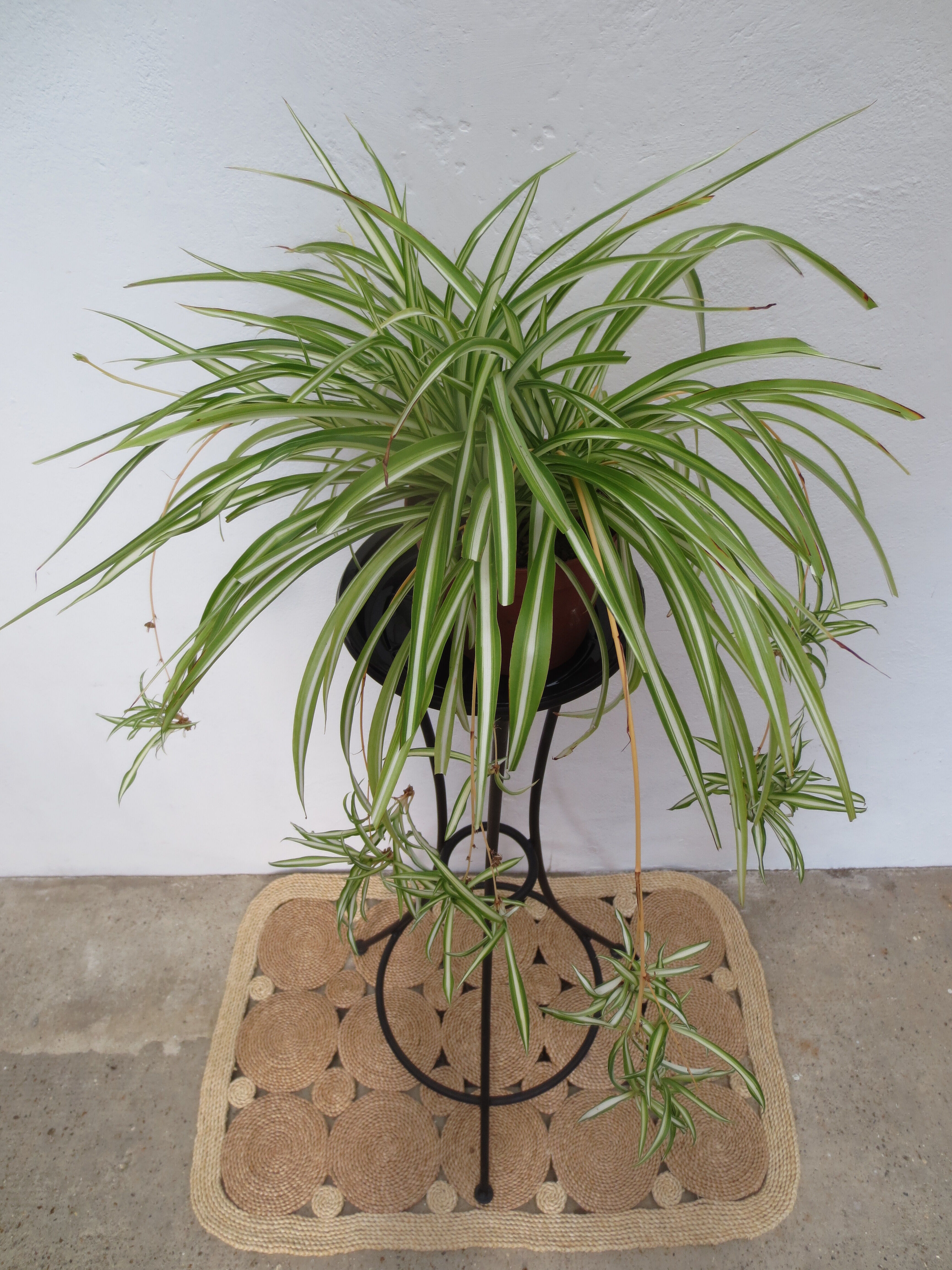 Door plants