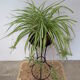 Door plants