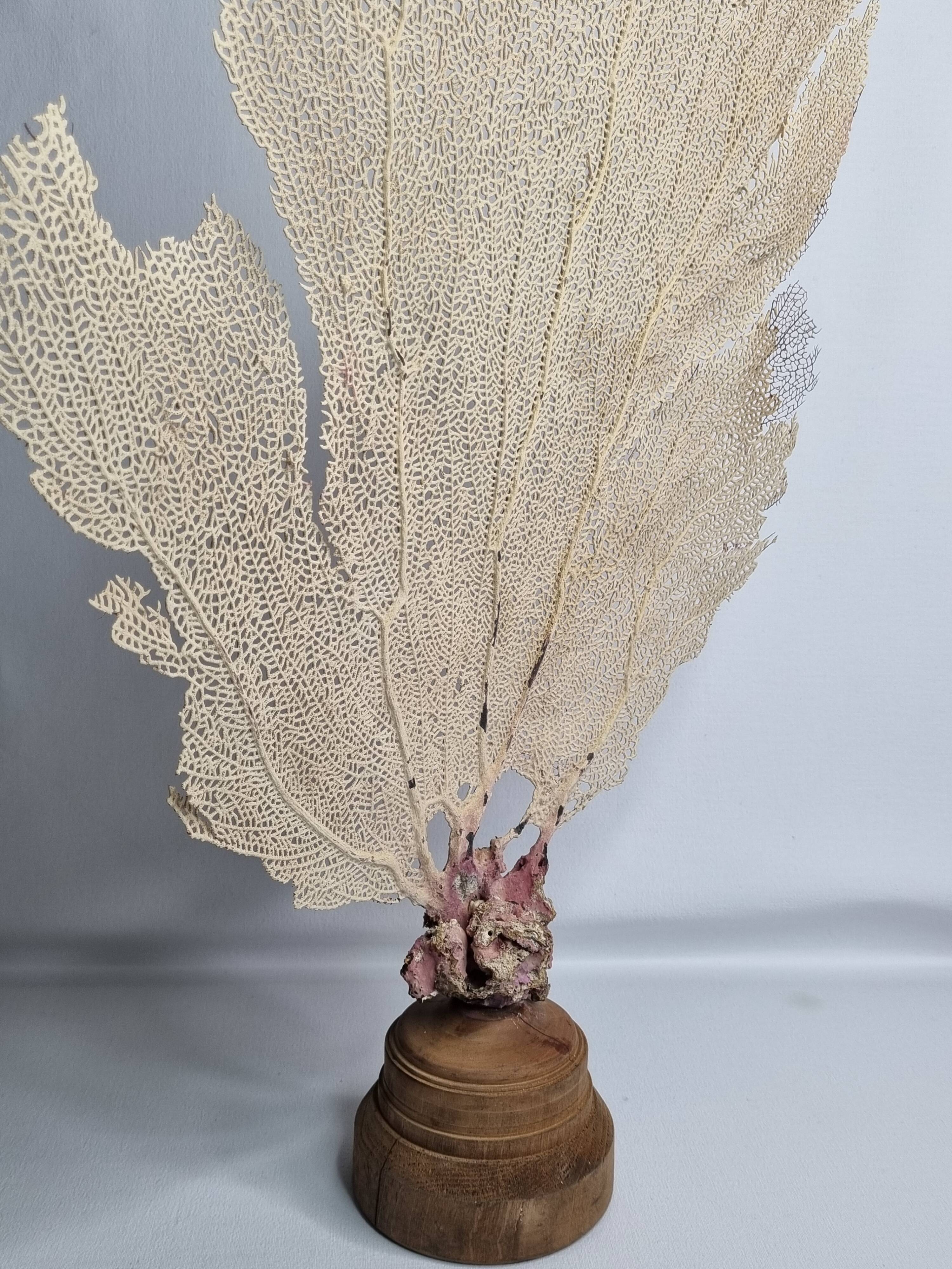 Antique gorgonian coral, Venus fan, on solid wood base, 58 cm