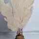 Antique gorgonian coral, Venus fan, on solid wood base, 58 cm