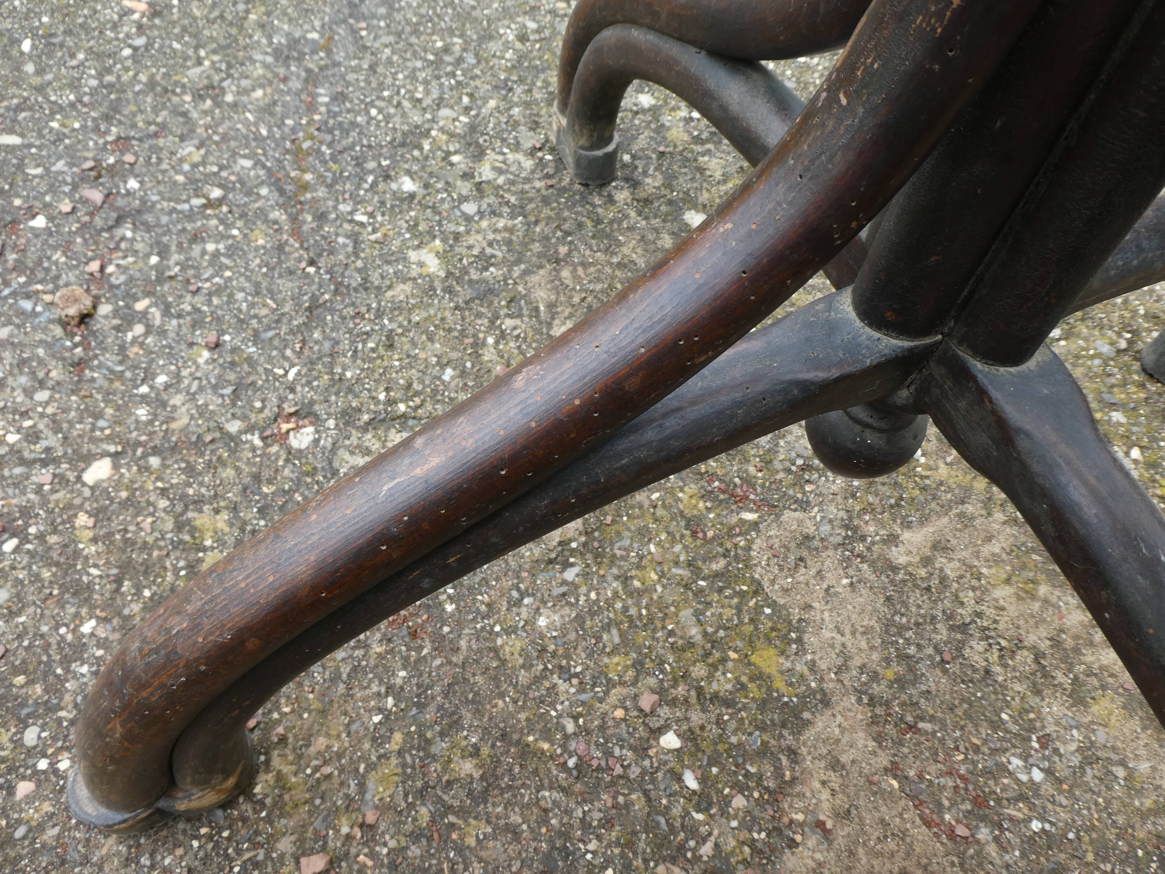 Parrot coat holder in curved wood - Art Nouveau