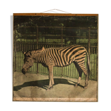 Educational poster Zebra, 1917