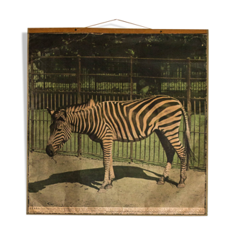 Educational poster Zebra, 1917