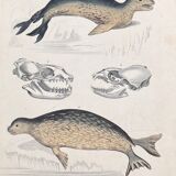 Poster (lithograph) seal