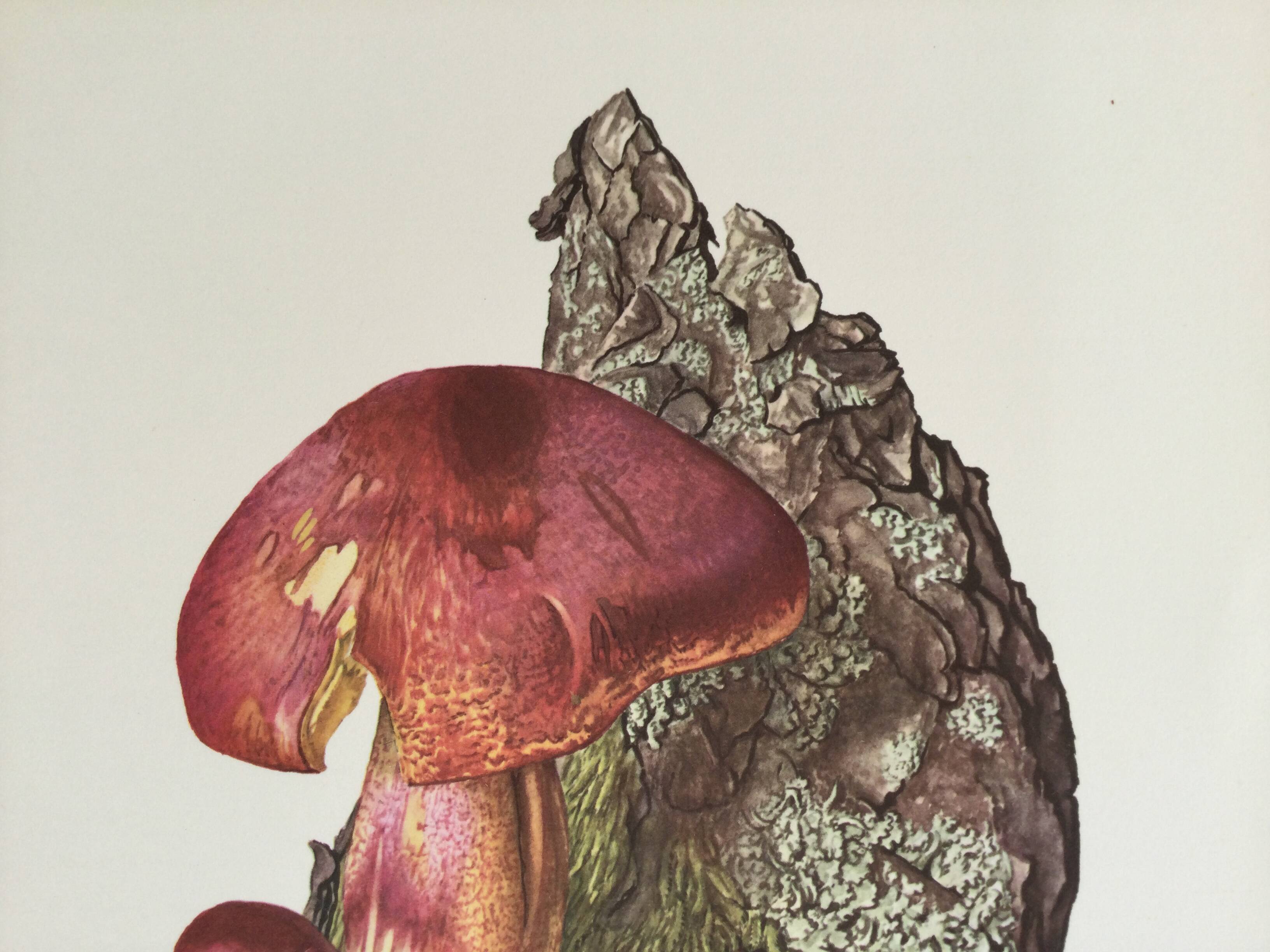 Illustration botanique "champignons", années 60