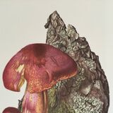 Illustration botanique "champignons", années 60