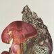 Botanical illustration "mushrooms", 1960s