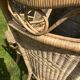 Rattan armchair duo