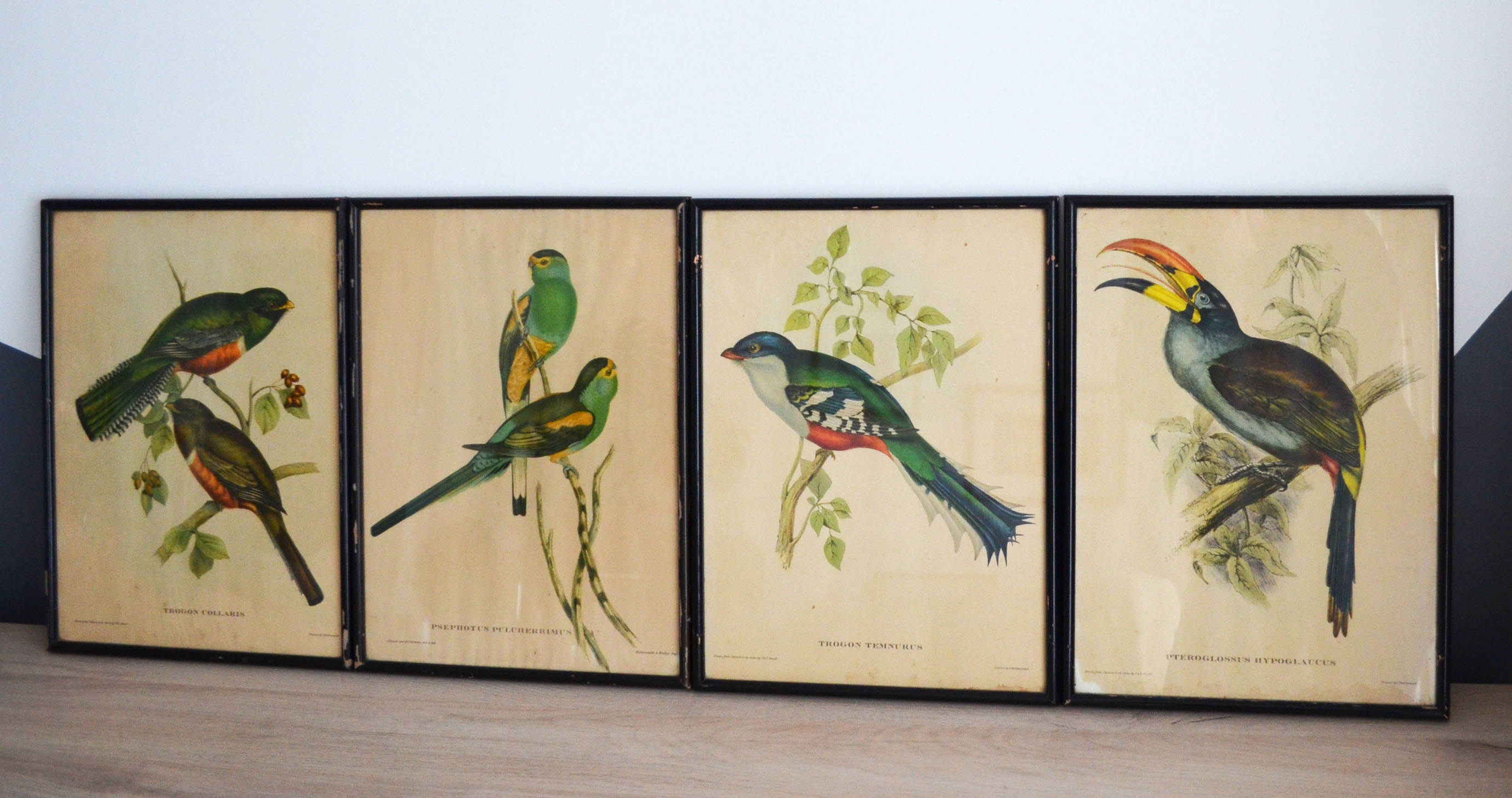 4 reproductions of naturalistic engravings exotic birds