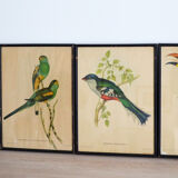 4 reproductions of naturalistic engravings exotic birds