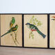 4 reproductions of naturalistic engravings exotic birds