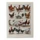 Lithographie sur les poules (XXXV) - 1920