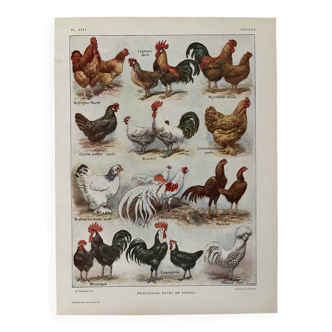Lithograph on chickens (XXXV) - 1920