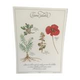 Vintage botanical plank