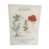 Planche botanique vintage