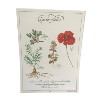 Vintage botanical plank