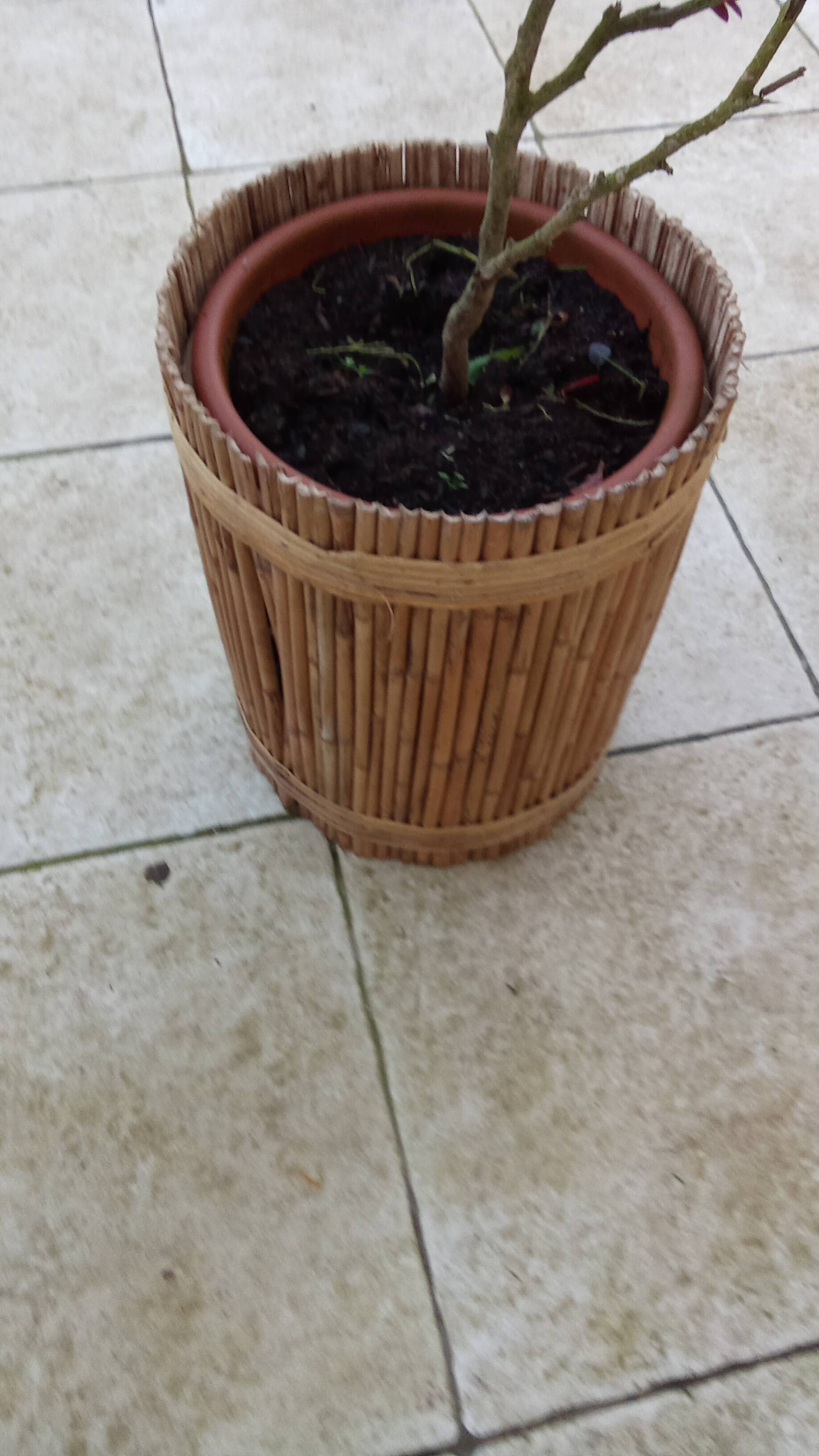 vintage rattan planter from the 50s