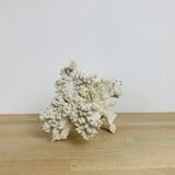 Old white coral 22 cm