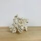 Old white coral 22 cm