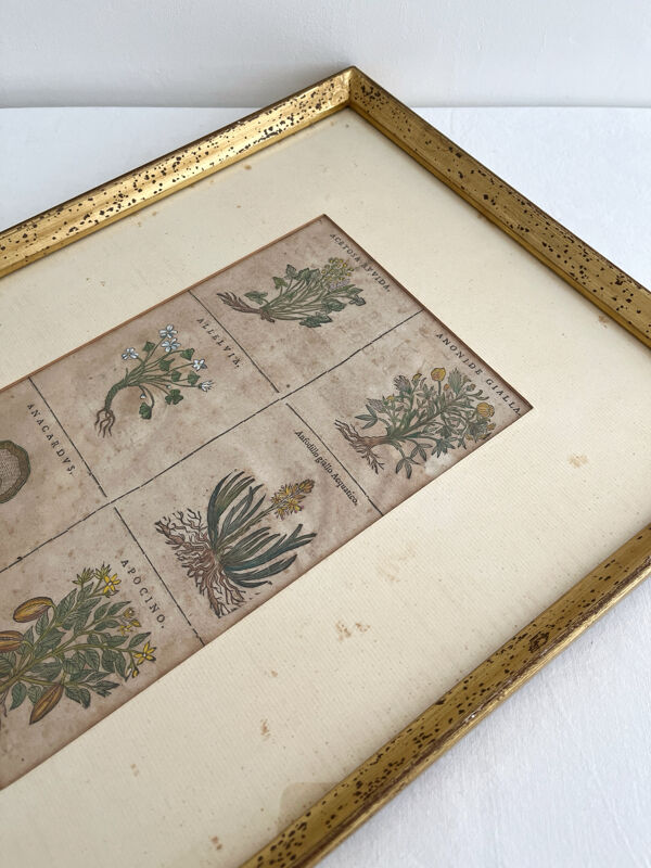 Lithographie planche botanique ancienne rehaussée à l’aquarelle