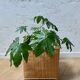 Cache-pot osier bambou