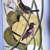 Antique bird engraving - Baltimore Bastard - Natural Seligmann plate