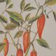 Planche botanique Piment doux
