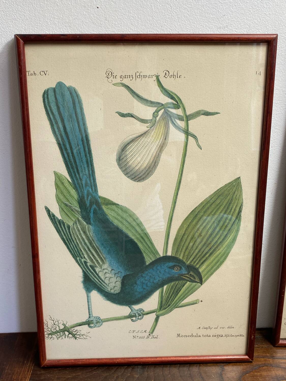 Ornithological posters