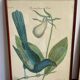 Ornithological posters