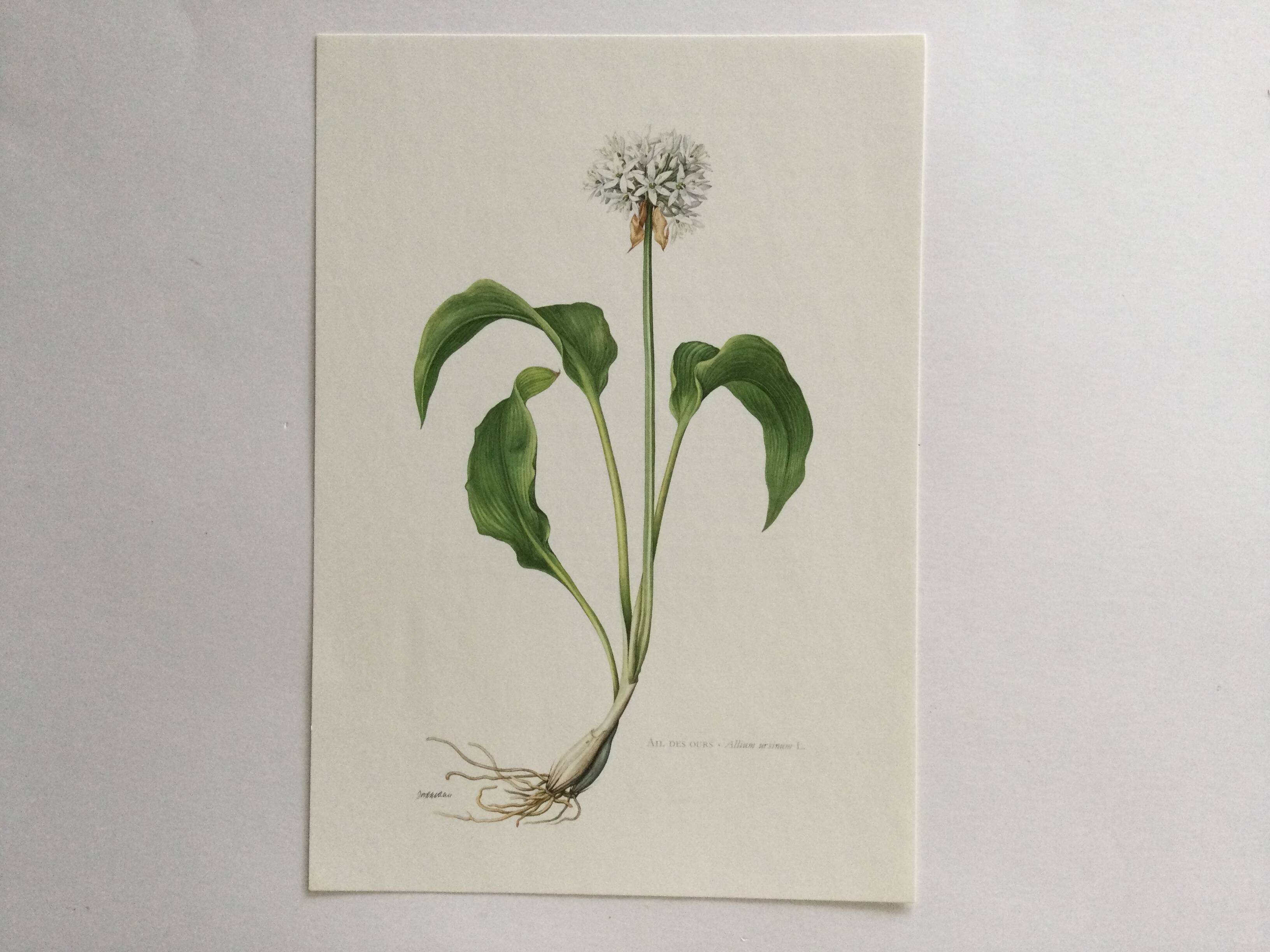Botanical poster, Old illustration "flowers" from the 60s