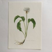 Botanical poster, Old illustration "flowers" from the 60s