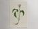 Botanical poster, Old illustration "flowers" from the 60s