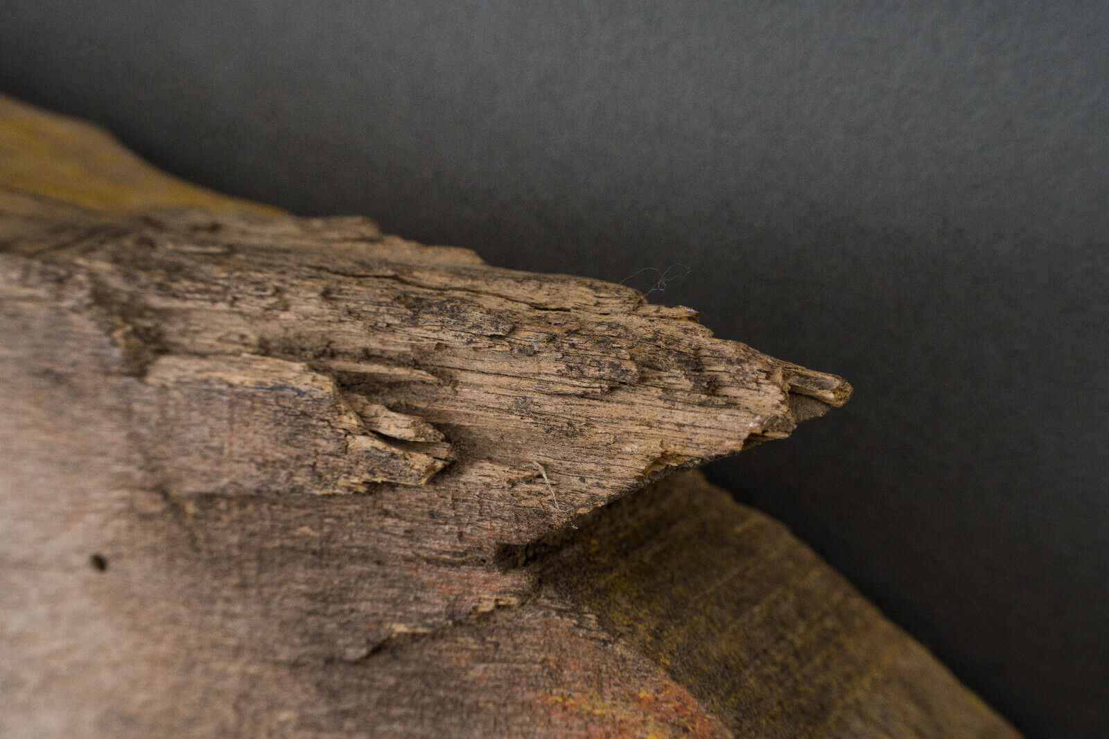 Polychrome carved wooden element decoration of winged animals XXth India