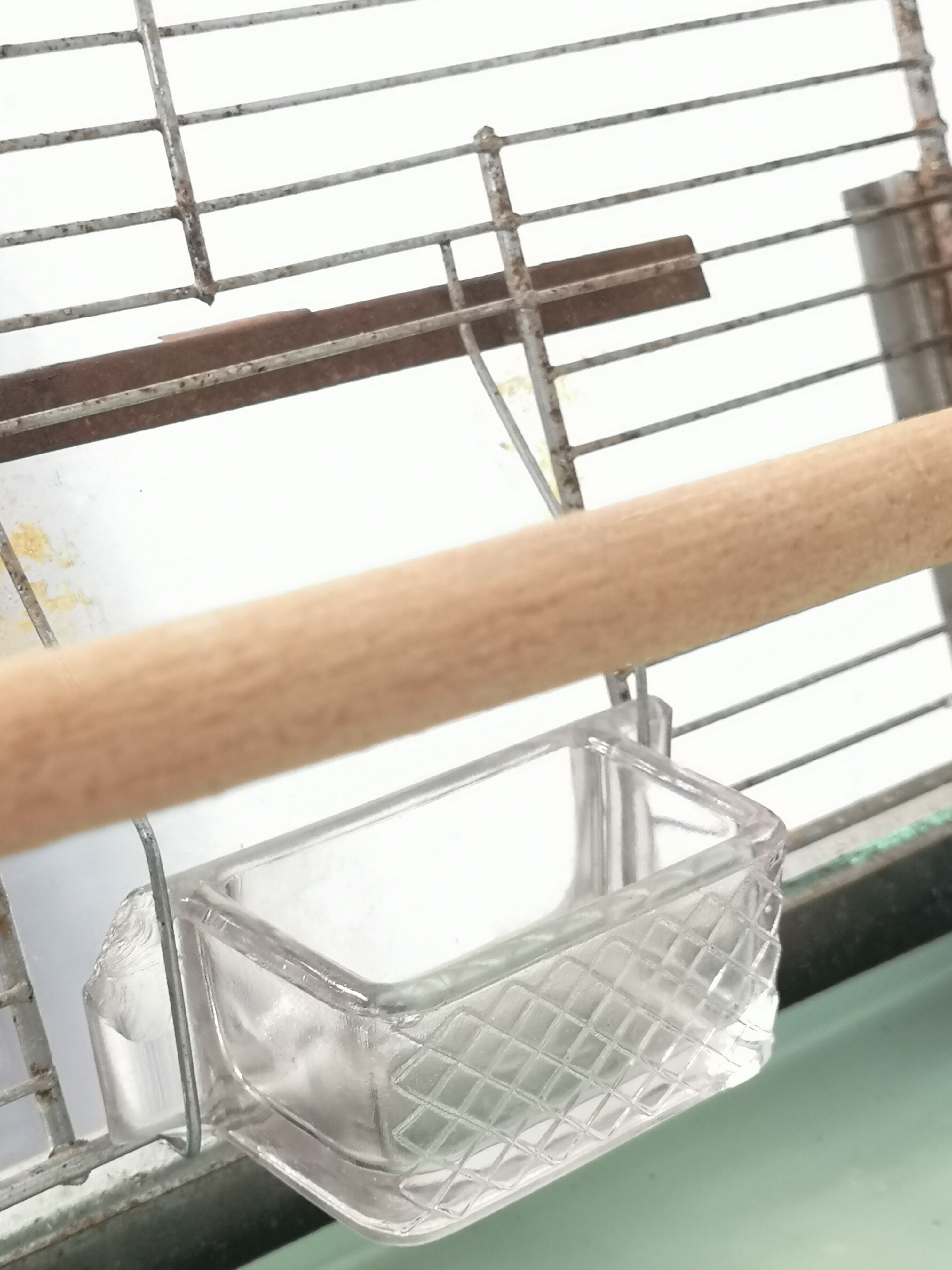 30 year old bird cage