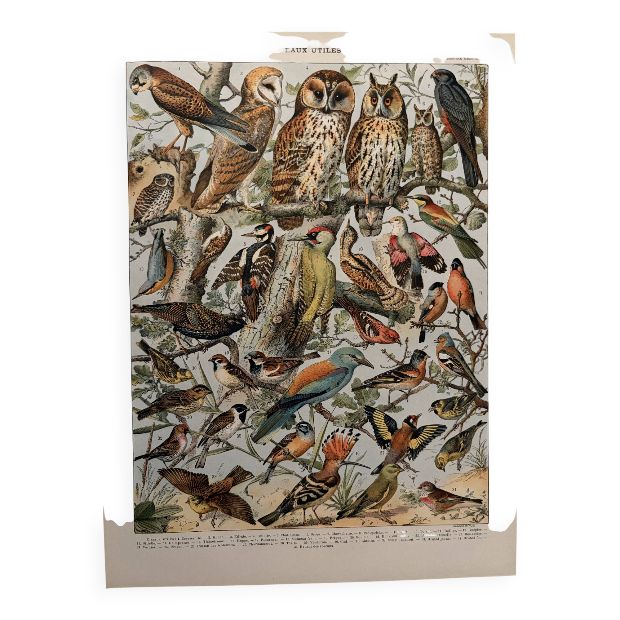 Planche illustrée vintage sur les oiseaux utiles (cresserelle) - 1910