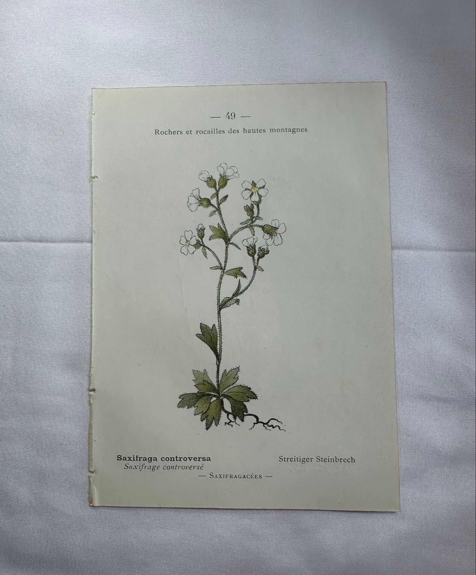 Old botanical plate of French flowers, double-sided.