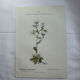 Old botanical plate of French flowers, double-sided.