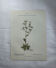 Old botanical plate of French flowers, double-sided.