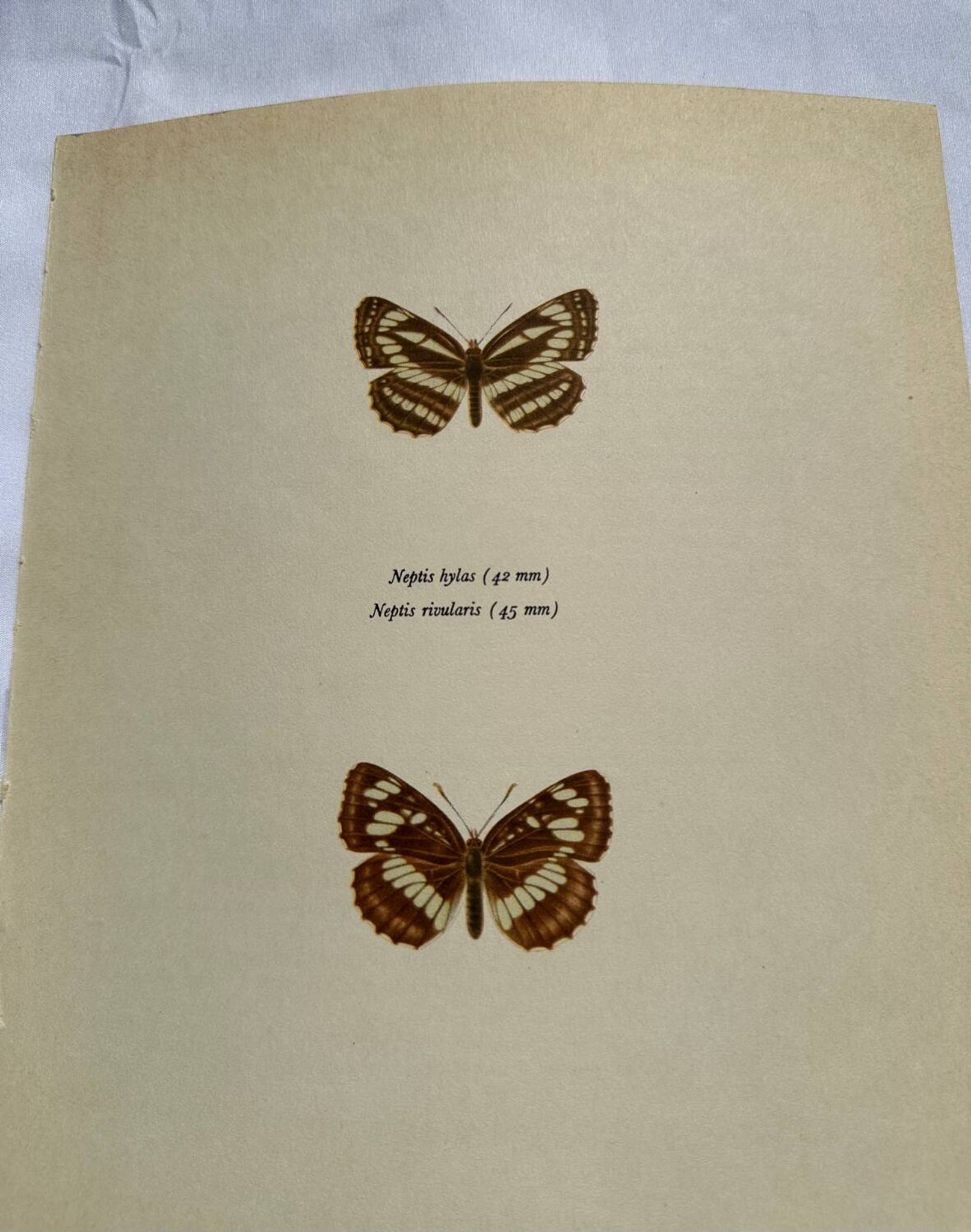 Old Engraving Butterfly Lithograph Naturalist Vintage Plate